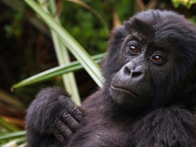 Kahuzi-Biega National Park