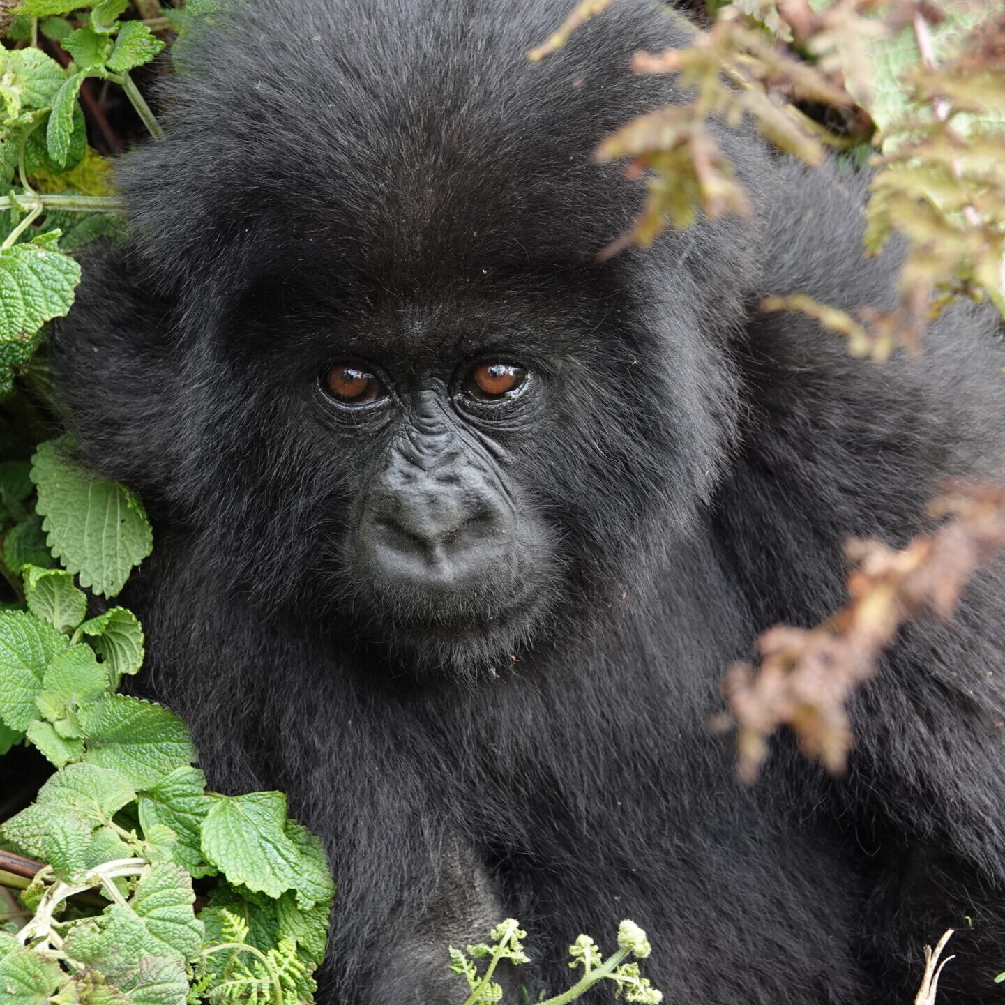 Luxury Gorilla Trekking In Rwanda Luxury Gorilla Trekking In Rwanda