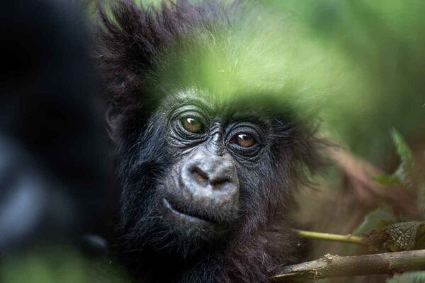 Rwanda Gorilla Trekking