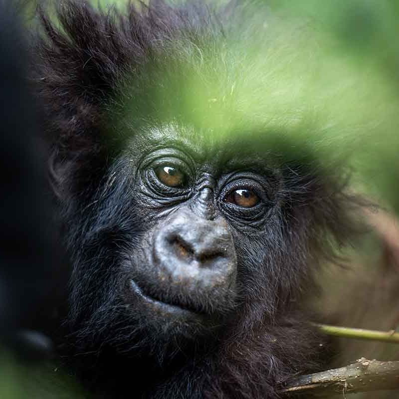 Rwanda Gorilla Trekking Rwanda Gorilla Trekking