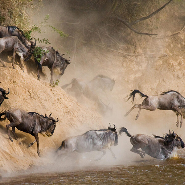 Rwanda Gorillas and Wildebeest Rwanda Gorillas and Wildebeest