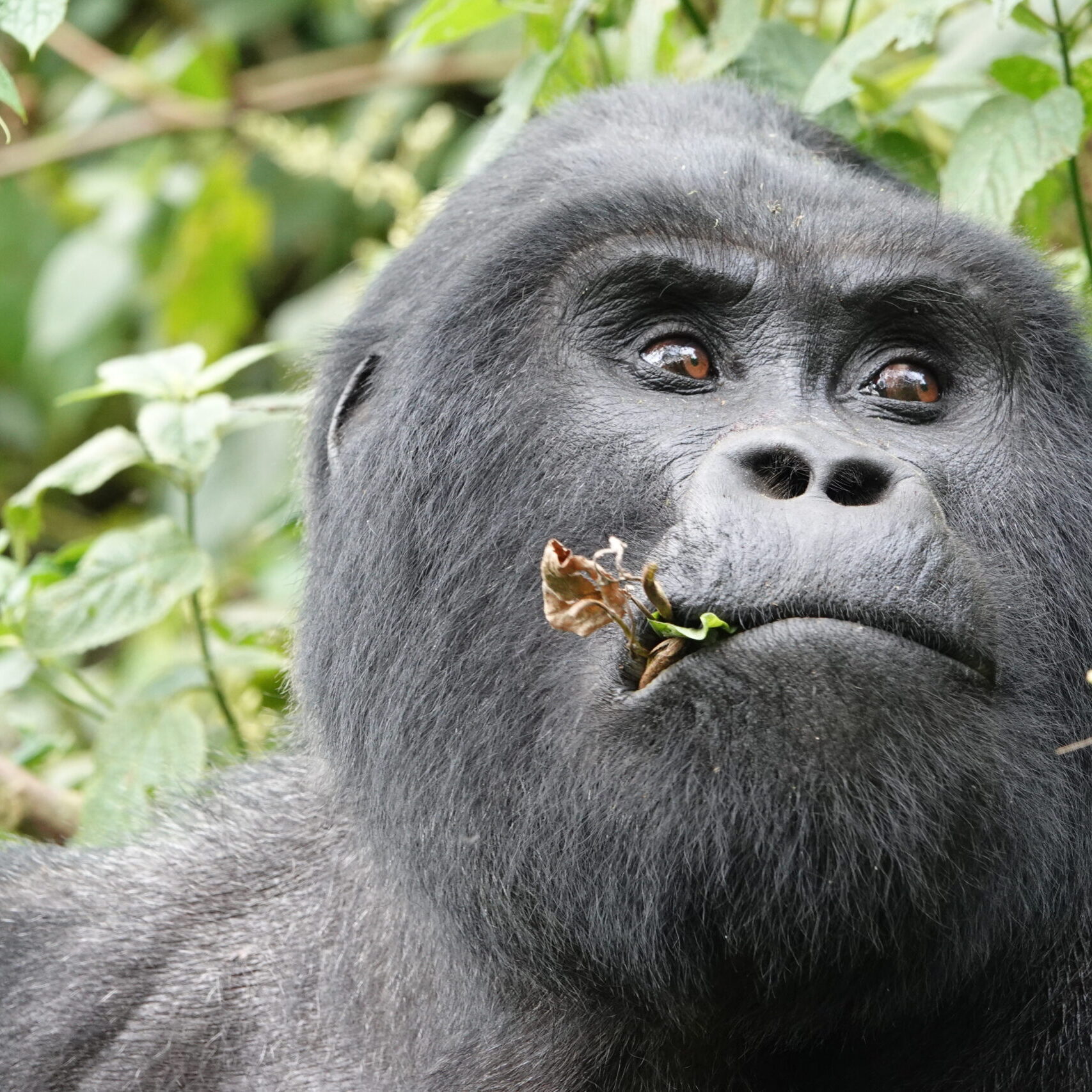 Silverback Gorilla