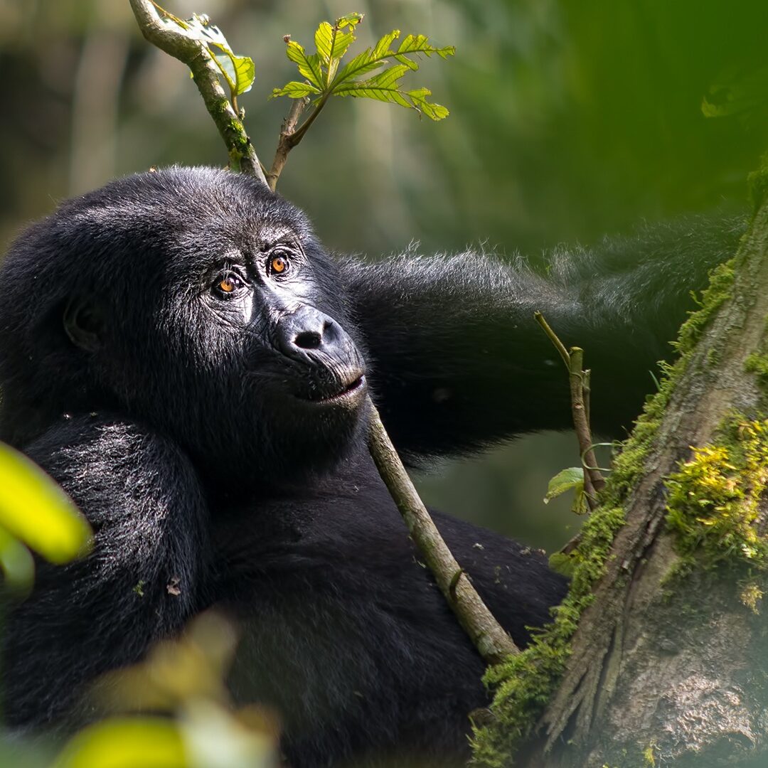 Uganda Gorilla Trekking Safaris Uganda Gorilla Trekking Safaris