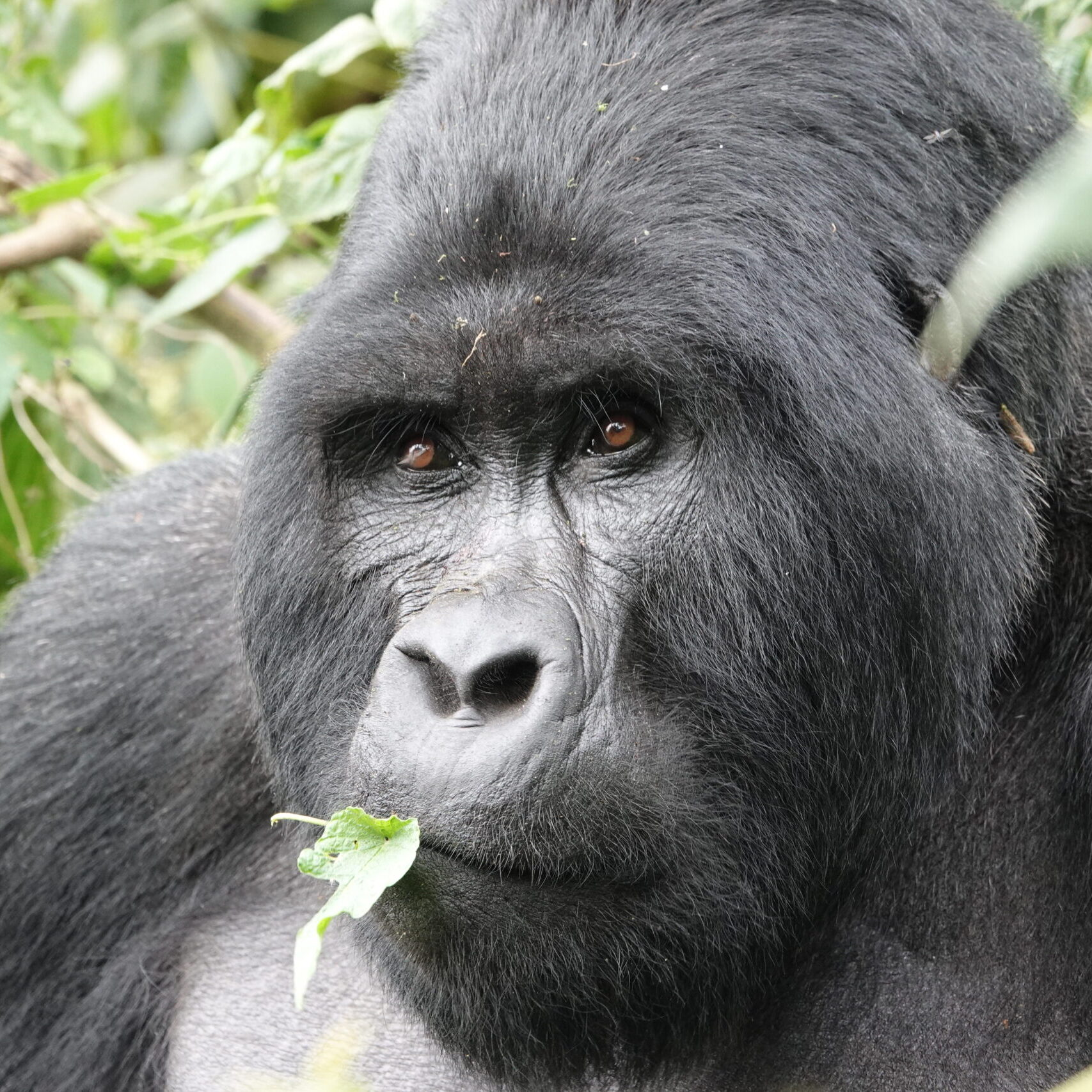 Uganda Gorilla Trekking Safaris Uganda Gorilla Trekking Safaris