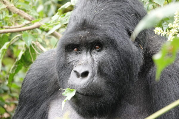 Uganda Gorilla Trekking Safaris