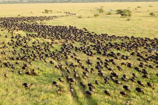 Wildebeest Wildebeest