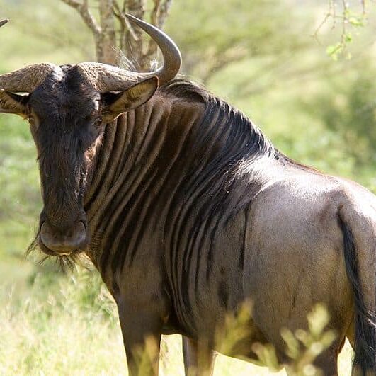 Wildebeest Wildebeest