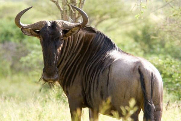 Wildebeest Wildebeest