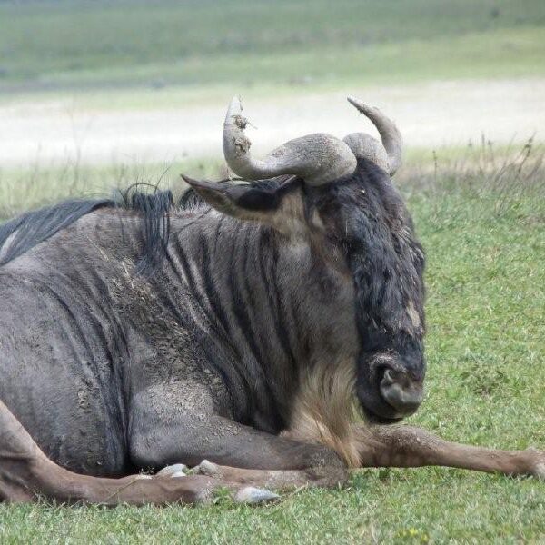 Wildebeest Africa Wildebeest Africa