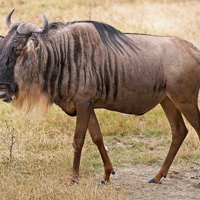 Wildebeest Africa Wildebeest Africa