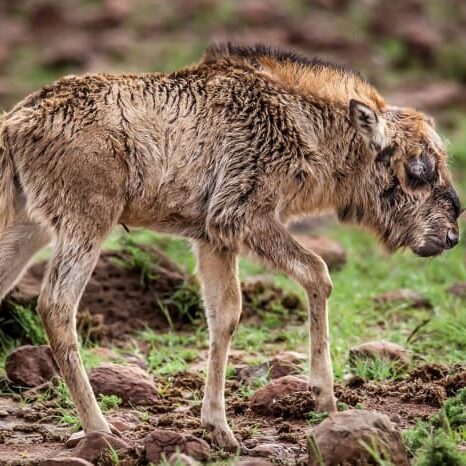 Wildebeest Black Wildebeest Black