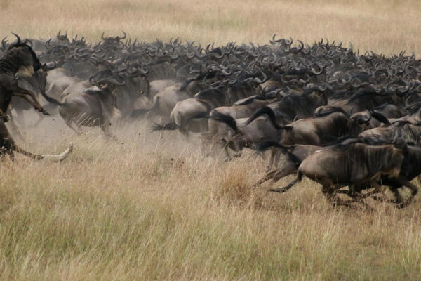 Wildebeest Migration Wildebeest Migration