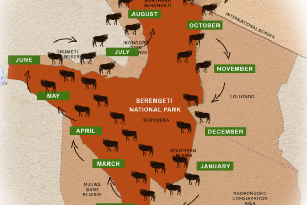 Wildebeest Migration map Wildebeest Migration map