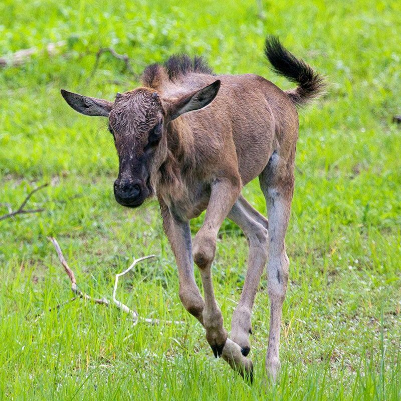 Wildebeest Tours Wildebeest Tours