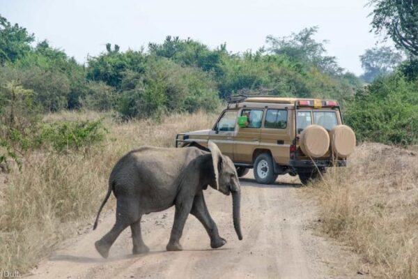queen elizabeth national park