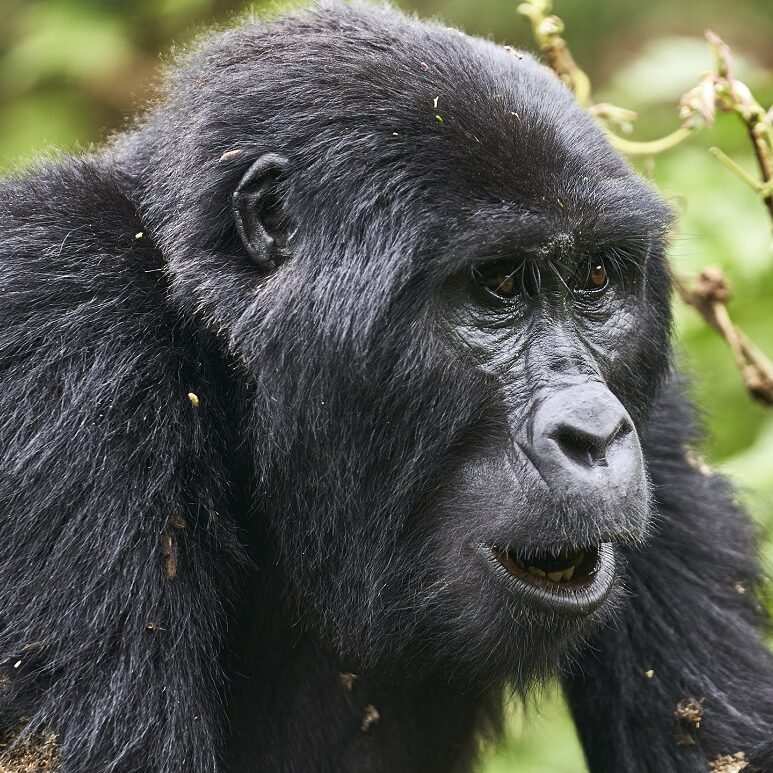 Gorilla Trekking Gorilla Trekking