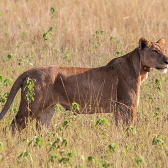 Queen elizabeth national park Queen elizabeth national park