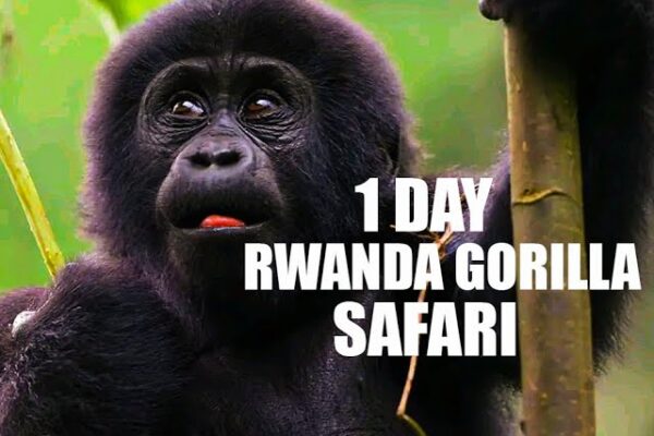 1-Day Rwanda Gorilla Trek For All 1-Day Rwanda Gorilla Trek For All