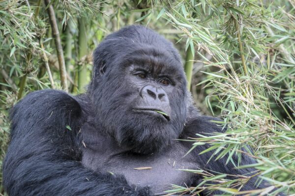 1-Day Rwanda Gorilla Trekking