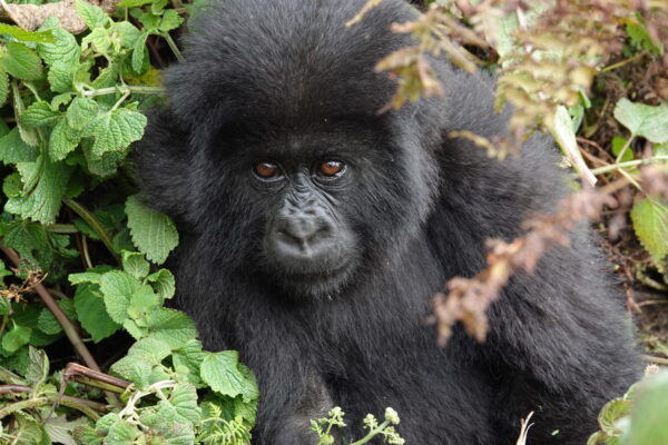 1-Day Rwanda Gorilla Trekking