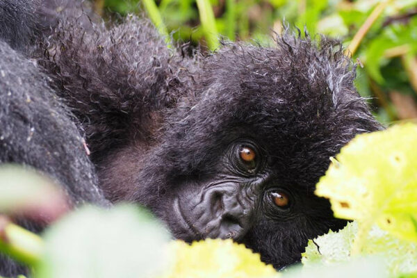 10-Day Uganda Primates and Wildlife Tour