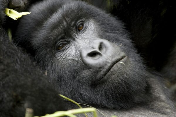 2-Day Gorilla Trekking 2-Day Gorilla Trekking