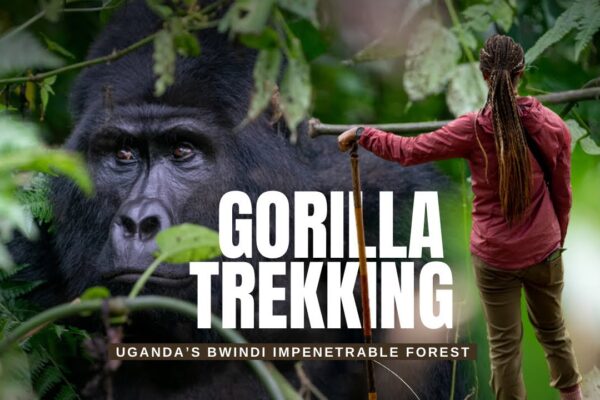 2-Day Gorilla Trekking Safari in Rushaga