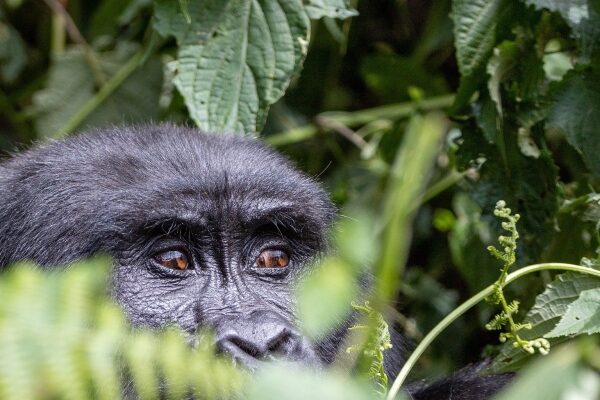 2-Day Gorilla Trekking Safari in Volcanoes
