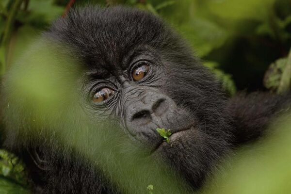 2-Day Gorilla Trekking in Rwanda 2-Day Gorilla Trekking in Rwanda