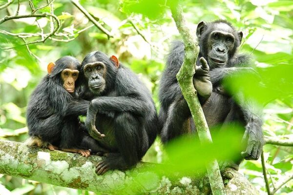 6-Day Rwanda Gorilla and Chimpanzee Trek