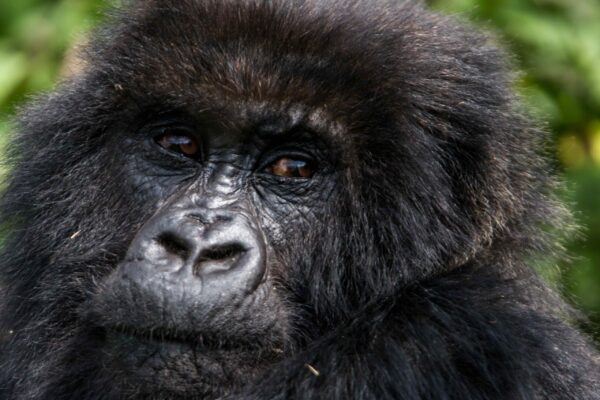 Classic 3-Day Gorilla Trekking in Volcanoes Classic 3-Day Gorilla Trekking in Volcanoes
