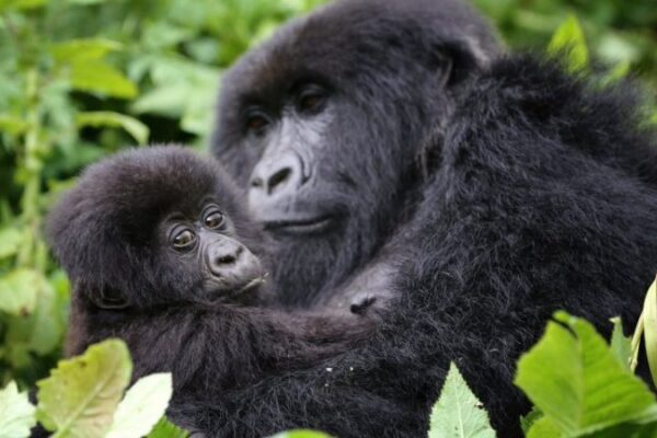 Once-in-a-Lifetime Safari Once-in-a-Lifetime Safari