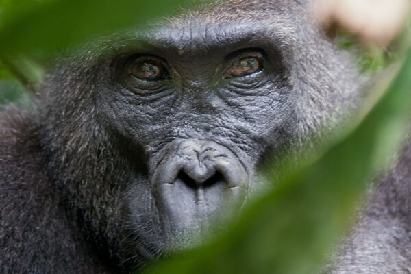 Once-in-a-Lifetime Safari