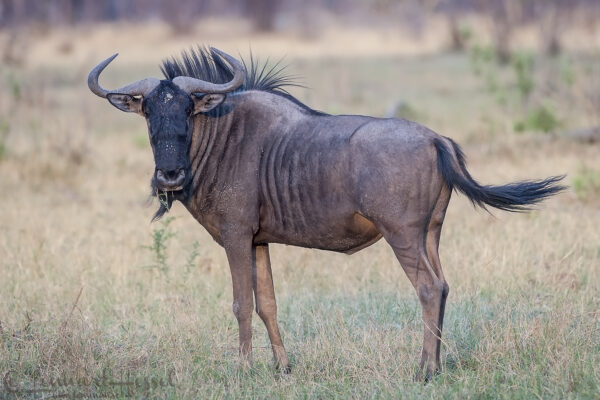 Wildebeest