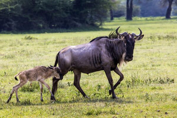 Wildebeest