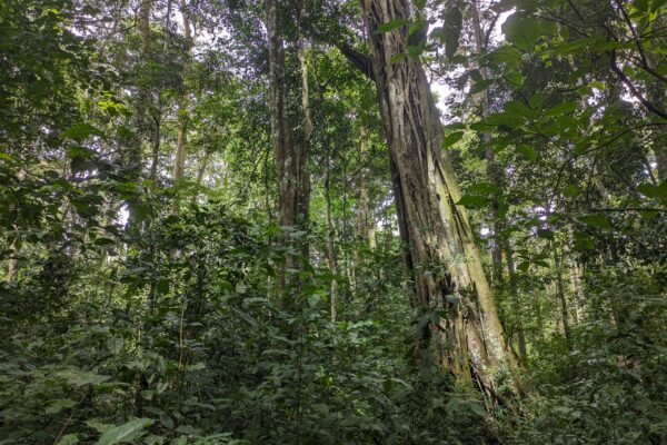 budongo forest