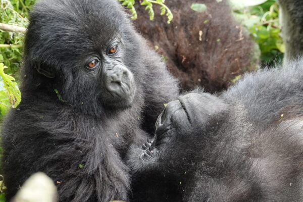 luxury gorilla trekking