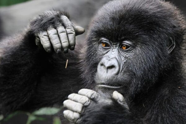 Mountain Gorilla Population