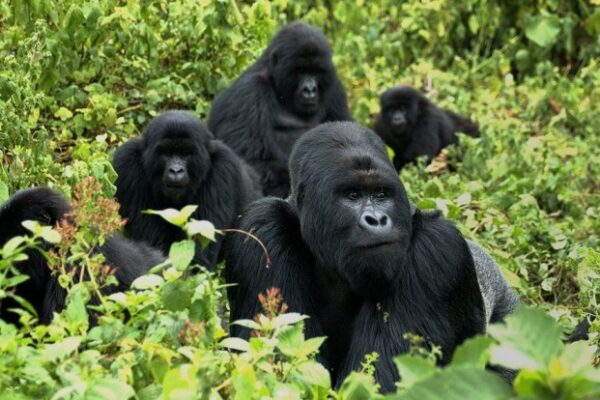 Mountain Gorilla Population