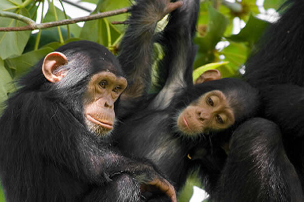 2-Day Chimpanzee Trekking Rwanda