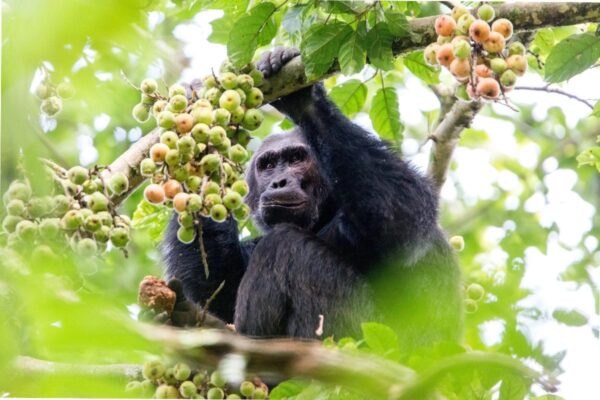 2-Day Chimpanzee Trekking Rwanda
