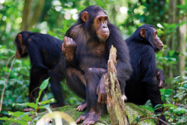 2-Day Chimpanzee Trekking Rwanda