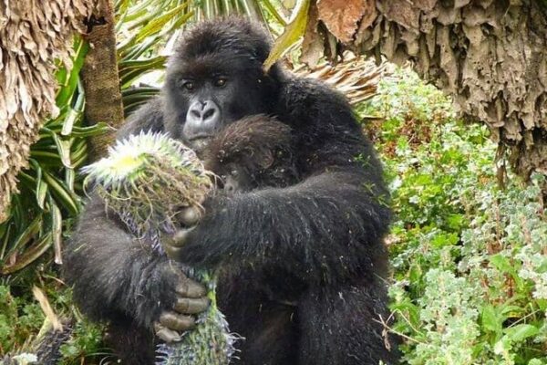 2-Day Gorilla Trekking Rwanda