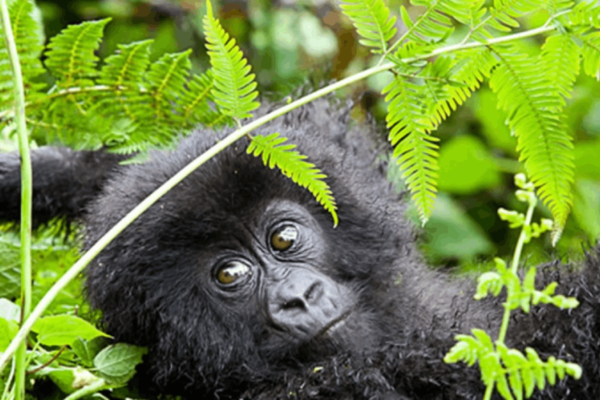 2-Day Gorilla Trekking Rwanda