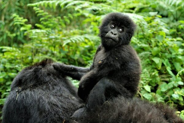 2-Day Uganda Gorilla Trekking
