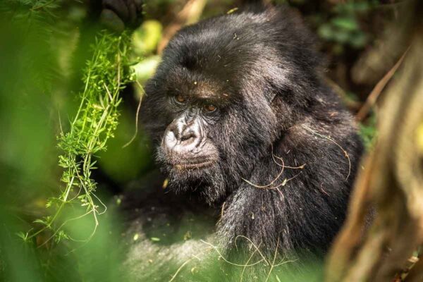 2-Day Uganda Gorilla Trekking