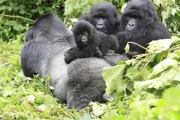 2-Day Uganda Gorilla Trekking