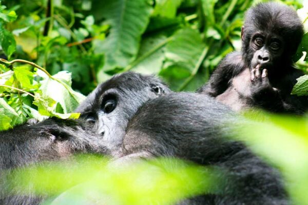 3 Day Gorilla Trekking In Uganda 3 Day Gorilla Trekking In Uganda