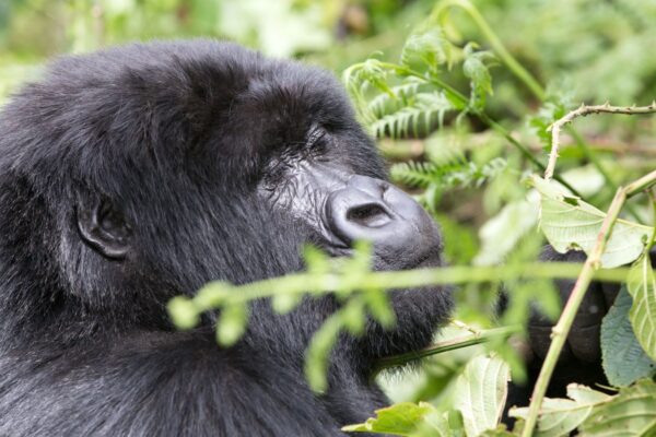 3-Day Rwanda Gorilla Trek