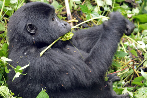 3-Day Rwanda Gorilla Trek